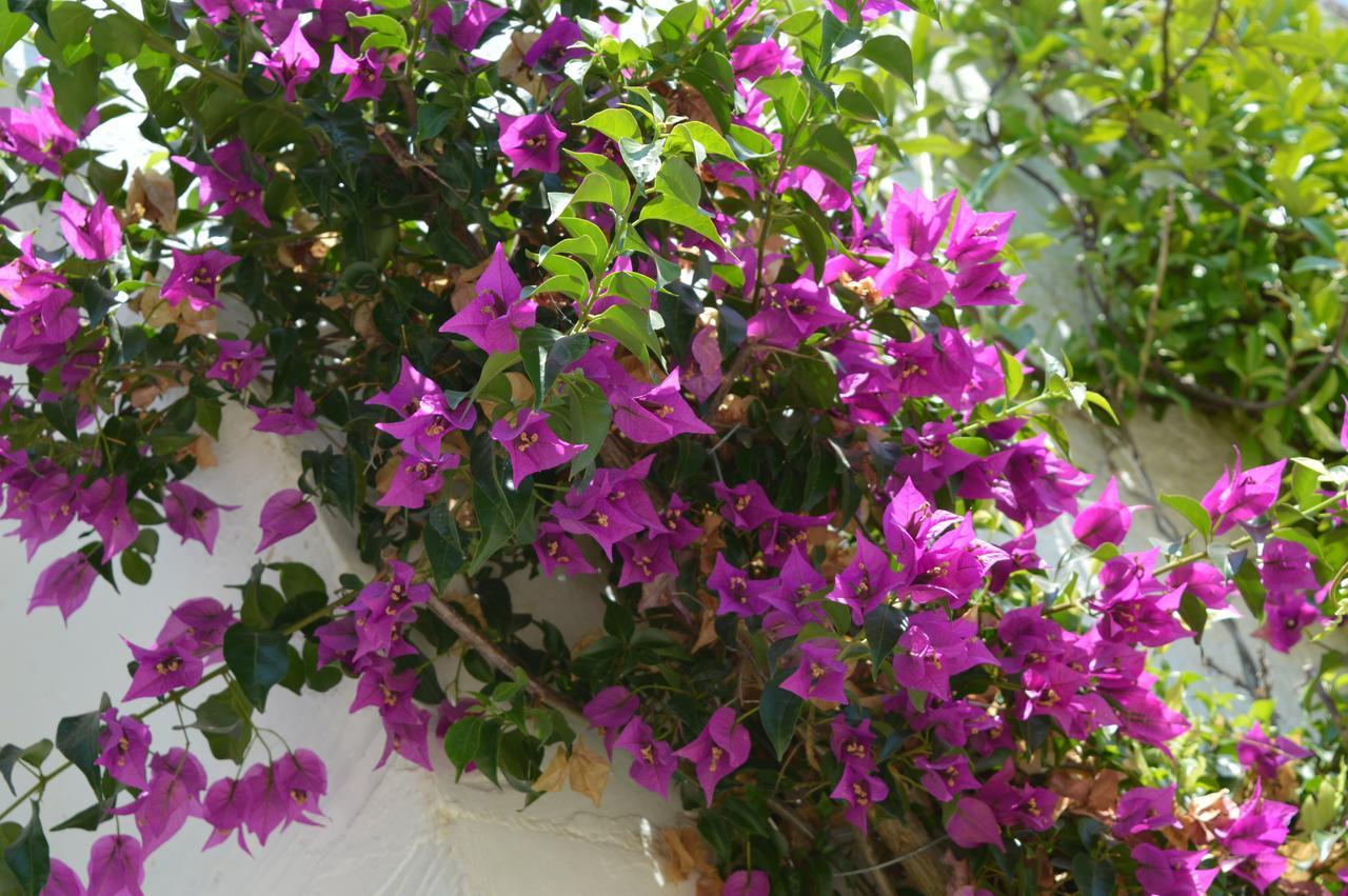 The Proud Garden Bed & Breakfast Carovigno Exterior foto
