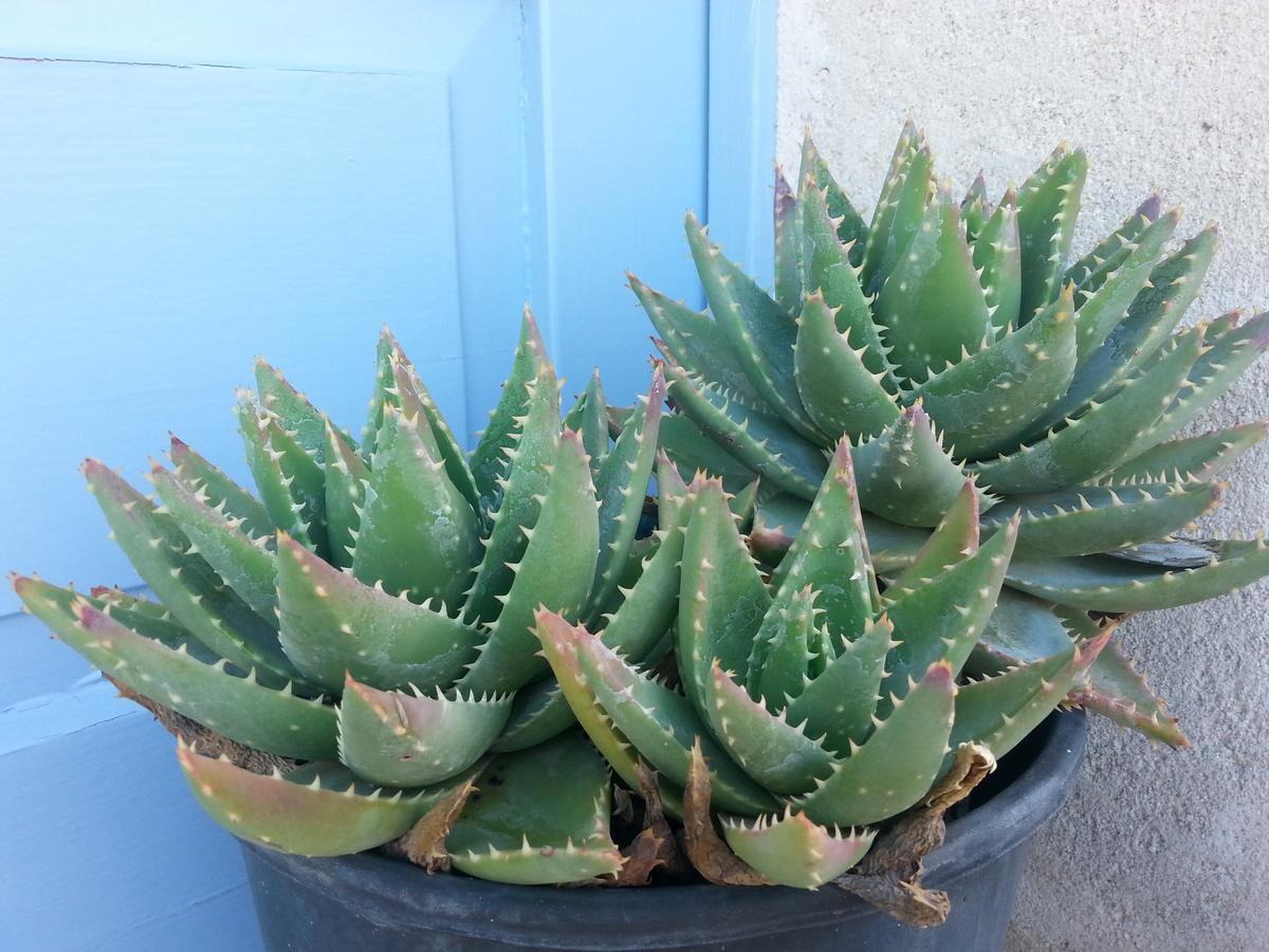 The Proud Garden Bed & Breakfast Carovigno Exterior foto